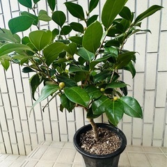 椿　植物の画像