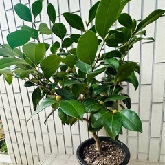 椿　植物の画像