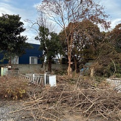 薪、枝 好きなだけの画像