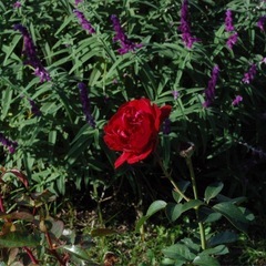 Nikon AF NIKKOR 28-80mm 1:3.3-5.6 Gの画像