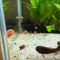 レッドラムズボーンの画像