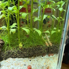 レッドラムズボーンの画像