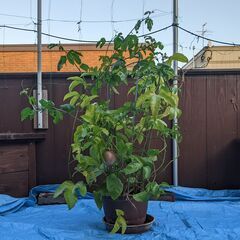 ◆ パッションフルーツ ◆　実付きの画像