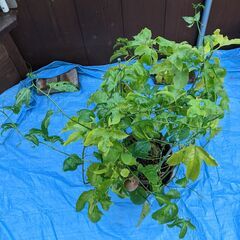 ◆ パッションフルーツ ◆　実付きの画像