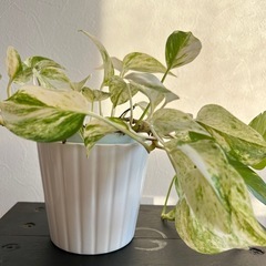 ◉おまけ付◉IKEA陶器植木鉢2個セットの画像