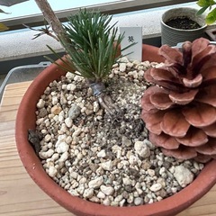 五葉松　盆栽　葵　松の画像