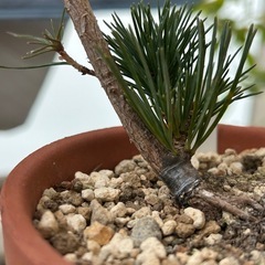 五葉松　盆栽　葵　松の画像