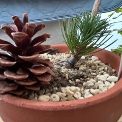 五葉松　盆栽　葵　松の画像