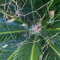 庭のソテツの画像