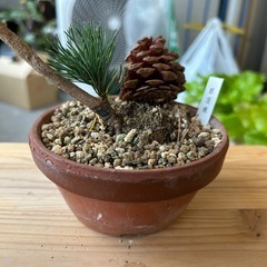 五葉松　那須娘　盆栽　松の画像