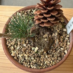 五葉松　那須娘　盆栽　松の画像