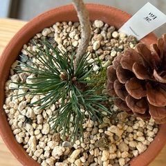 五葉松　明星の画像