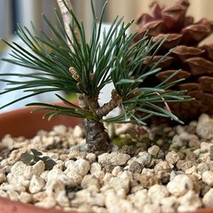 五葉松　明星の画像