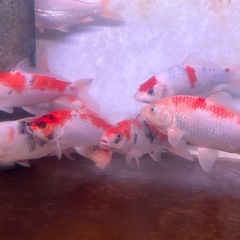 錦鯉 25〜30cmの画像