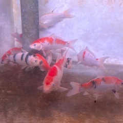 錦鯉 25〜30cmの画像