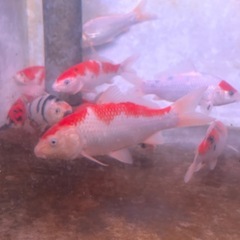 錦鯉 25〜30cmの画像
