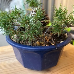 五葉松　ダイテンショウ　盆栽の画像