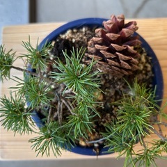 五葉松　ダイテンショウ　盆栽の画像