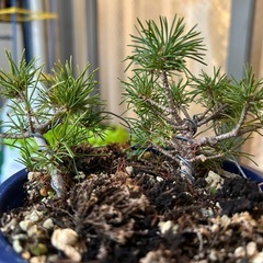 五葉松　ダイテンショウ　盆栽の画像