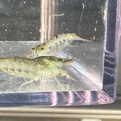 ミナミヌマエビ30匹の画像