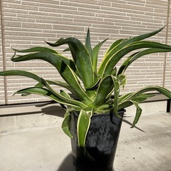 アカベ ベネズエラの画像