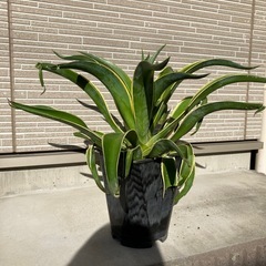 アカベ ベネズエラの画像