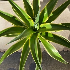 アカベ ベネズエラの画像