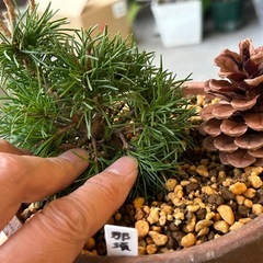 五葉松　那須五葉松　盆栽　松
の画像