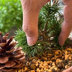 五葉松　那須五葉松　盆栽　松
の画像