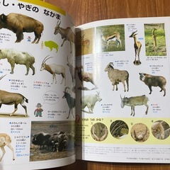 どうぶつ図鑑の画像