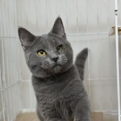 【遠方可能】　4ヶ月シャルトリュー♂【里親募集】