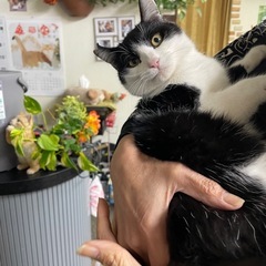 保護猫[里親さん募集]