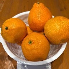 【23日収穫】みかん量り売りの画像