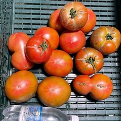 訳ありトマトの画像