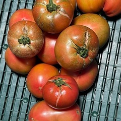 訳ありトマトの画像