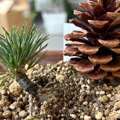 五葉松　峰吾妻　盆栽　松の画像