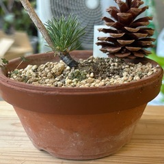 五葉松　峰吾妻　盆栽　松の画像