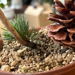 五葉松　峰吾妻　盆栽　松の画像