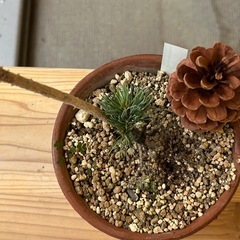 五葉松　峰吾妻　盆栽　松の画像