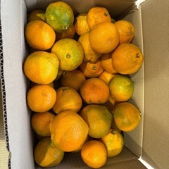 【23日収穫】みかん量り売りの画像