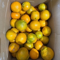 【23日収穫】みかん量り売りの画像