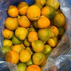 【23日収穫】みかん量り売りの画像