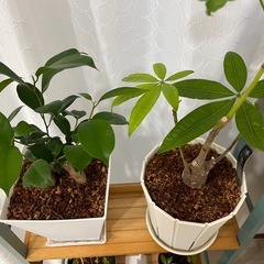 本棚（文庫、新書、コミックス）の画像