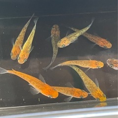 受付中🔴5PrisM(ファイブプリズム)成魚10匹＋おまけ稚魚1匹 ラメメダカ レクリス の画像