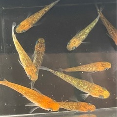 受付中🔴5PrisM(ファイブプリズム)成魚10匹＋おまけ稚魚1匹 ラメメダカ レクリス の画像