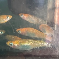 受付中🔴5PrisM(ファイブプリズム)成魚10匹＋おまけ稚魚1匹 ラメメダカ レクリス の画像