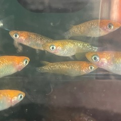 受付中🔴5PrisM(ファイブプリズム)成魚10匹＋おまけ稚魚1匹 ラメメダカ レクリス の画像