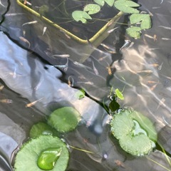 2025年生まれためだか‼️色々な種類50匹の画像