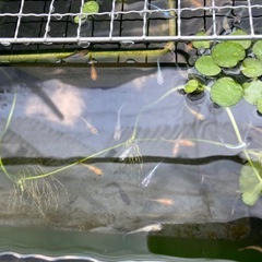 2025年生まれためだか‼️色々な種類50匹の画像