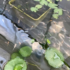 2025年生まれためだか‼️色々な種類50匹の画像